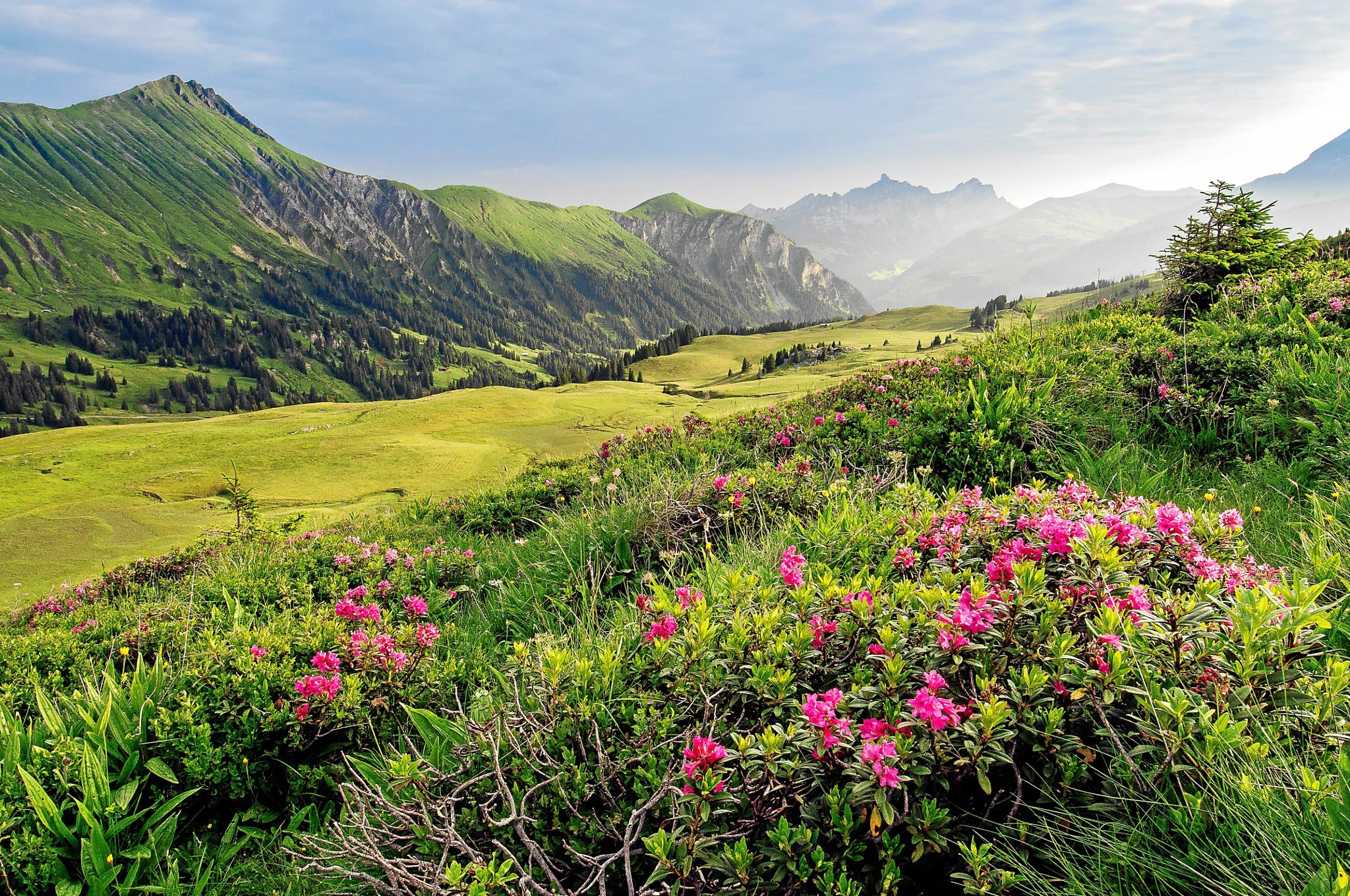 Bergwiese mit Alpenrosen im Morgenlicht