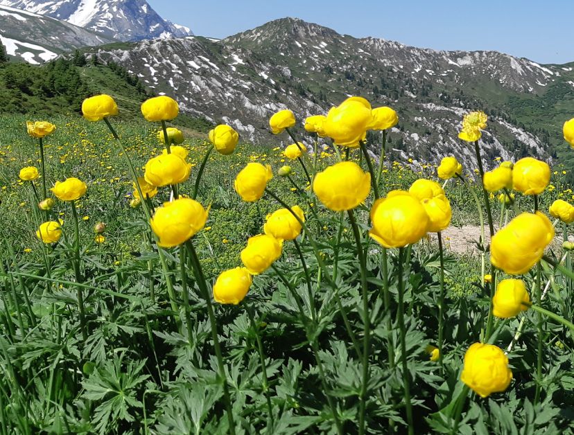 Alpenblume - Europaeische Trollblume