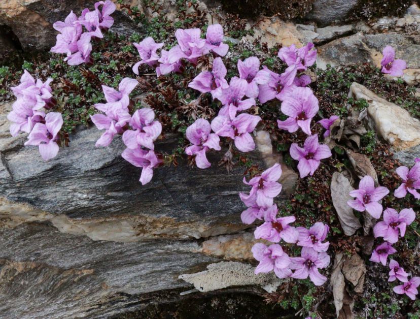 Alpenblume - Gegenblaettriger Steinbrech